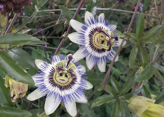 L'oree Du Bois Casa de Férias